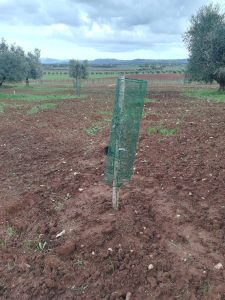 Nuovo impianto oliveto